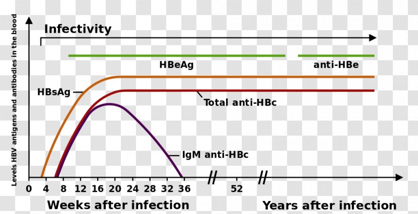 Hepatitis B Virus Viral HBsAg - Dna - Persistent Transparent PNG