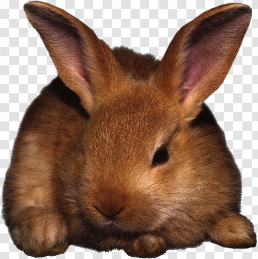 Hare Rabbit Easter Clip Art Transparent PNG