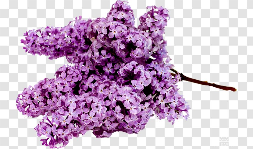 Stock.xchng Common Lilac Flower Bouquet Image - Lavender - Bootlegging Ornament Transparent PNG
