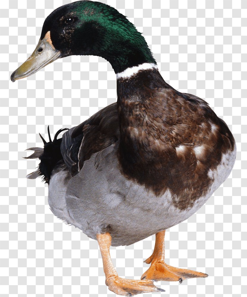 Duck - Mallard - Goose Transparent PNG