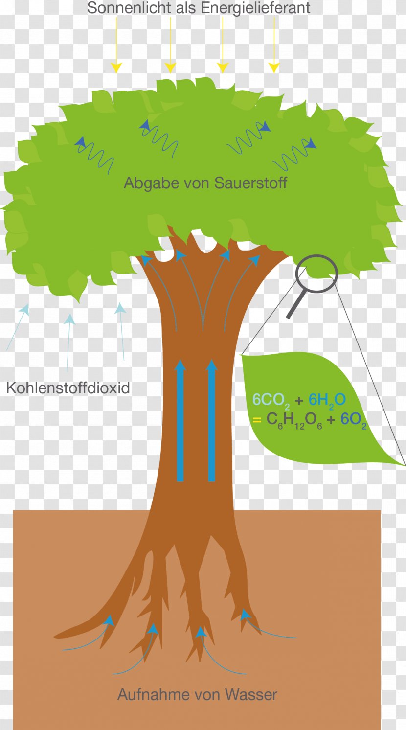 Tree Photosynthesis Cellular Respiration Metabolism Breathing - Diagram Transparent PNG