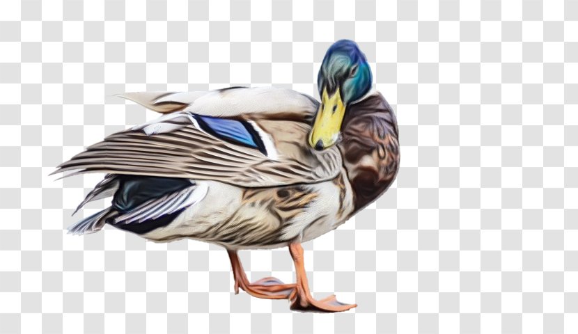 Water Background - American Black Duck - Livestock Hunting Decoy Transparent PNG