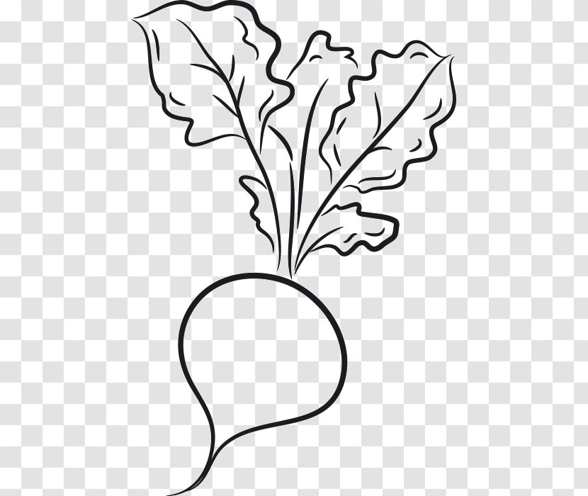 Design Drawing Image Vegetable - Carrot - Cartoon Transparent PNG