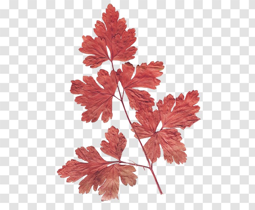 Maple Leaf Flower Herbarium - Red Transparent PNG