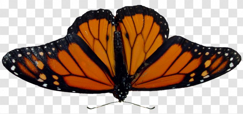 Download Display Resolution Clip Art - Lycaenid - Butterfly Transparent PNG