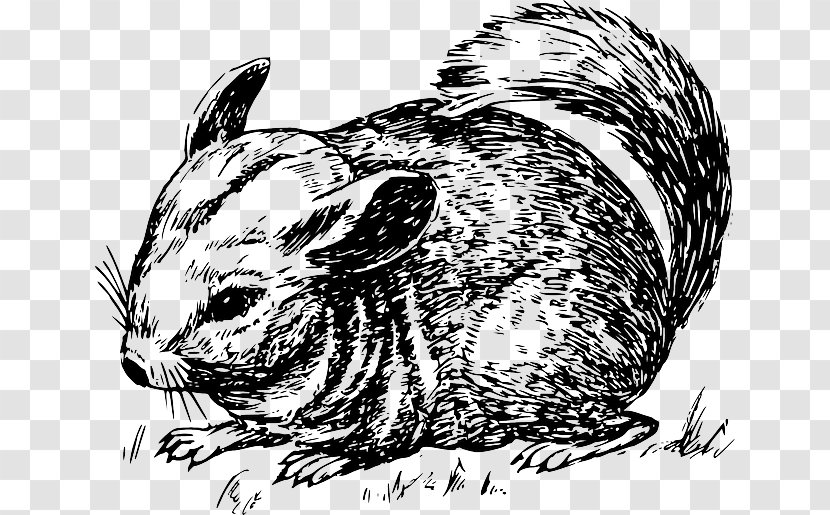 Clip Art Openclipart Image Rodent Short-tailed Chinchilla - Black And White - Blurred Circle Transparent PNG