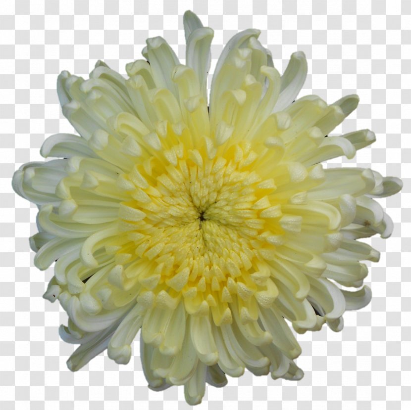 Chrysanthemum Transvaal Daisy Petal - Flowering Plant Transparent PNG