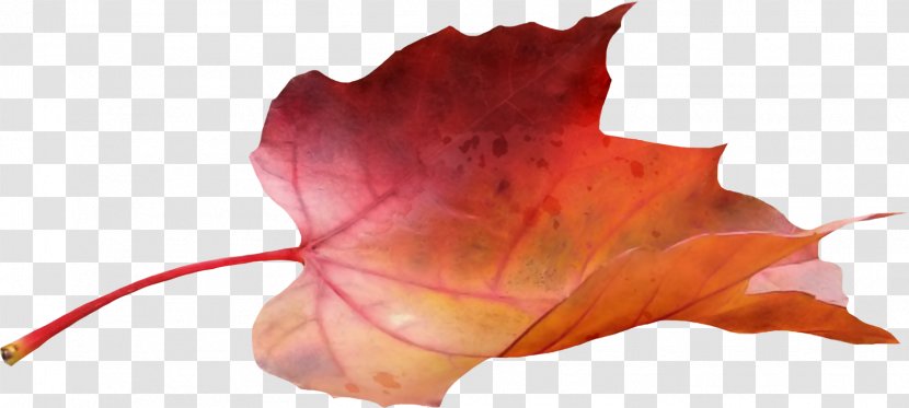 Japanese Maple Leaf - Autumn Leaves Transparent PNG