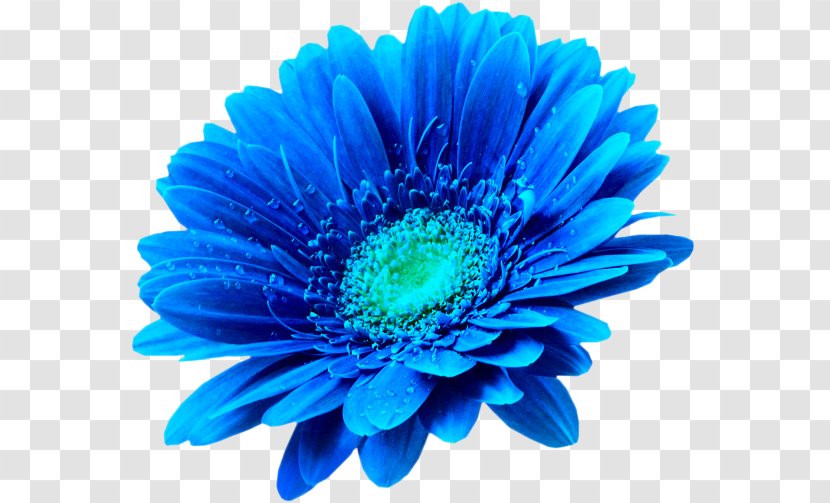 Flower Photography Clip Art - Turquoise Transparent PNG