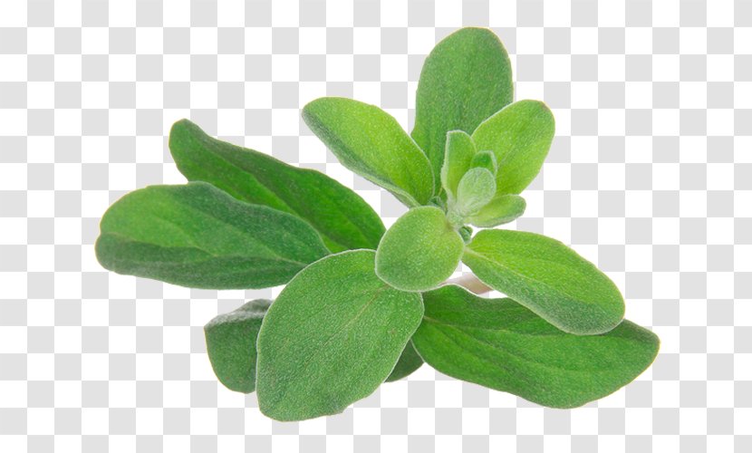 Essential Oil Aromatherapy Marjoram Herb - Plant - Origanum Majorana Transparent PNG