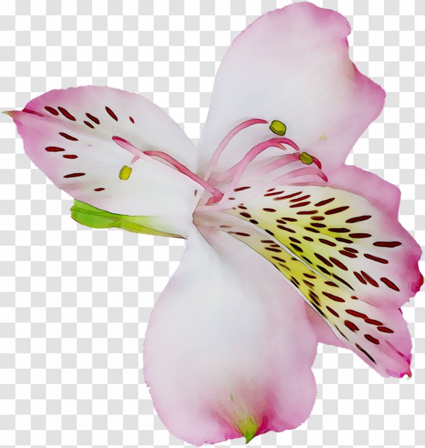 Easter Lily Clip Art Madonna Tiger 'Stargazer' - Flowering Plant - Pink Flowers Transparent PNG