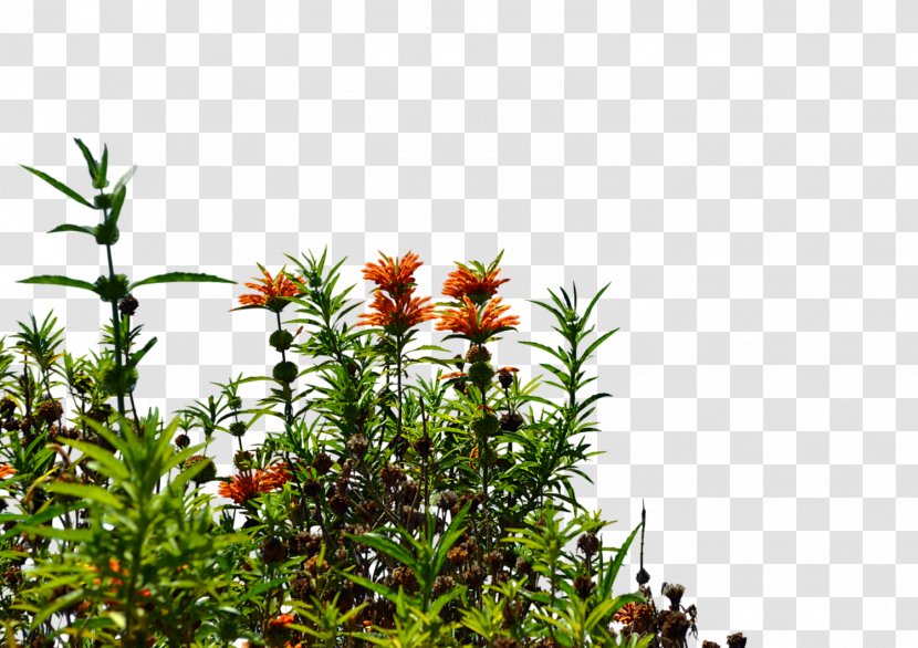 Wildflower Stock Photography Clip Art - Flowering Plant - Nursery Transparent PNG