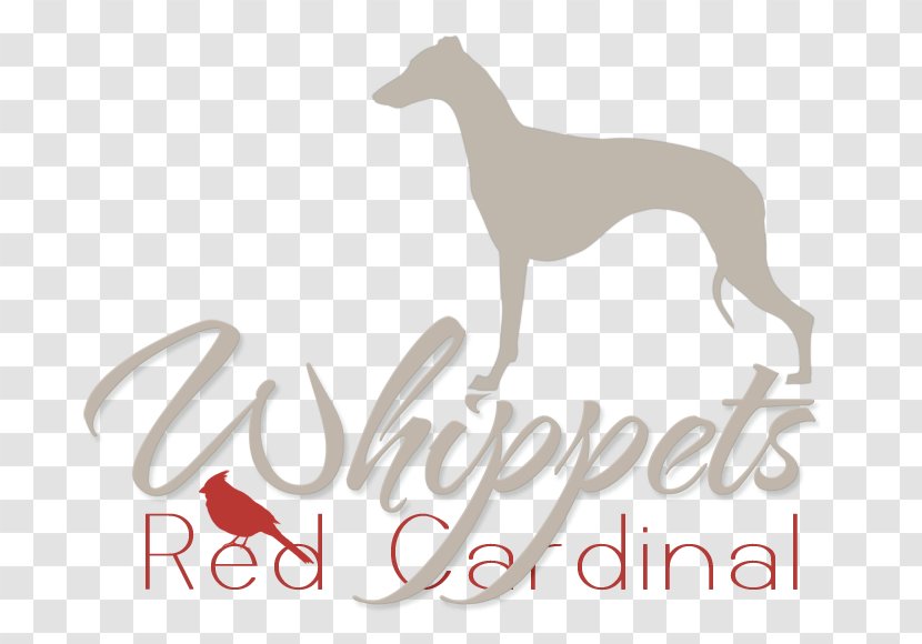 Italian Greyhound Whippet Spanish Dog Breed Transparent PNG