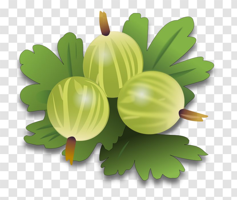 Gooseberry Clip Art - Vegetable - Kiwifruit Transparent PNG