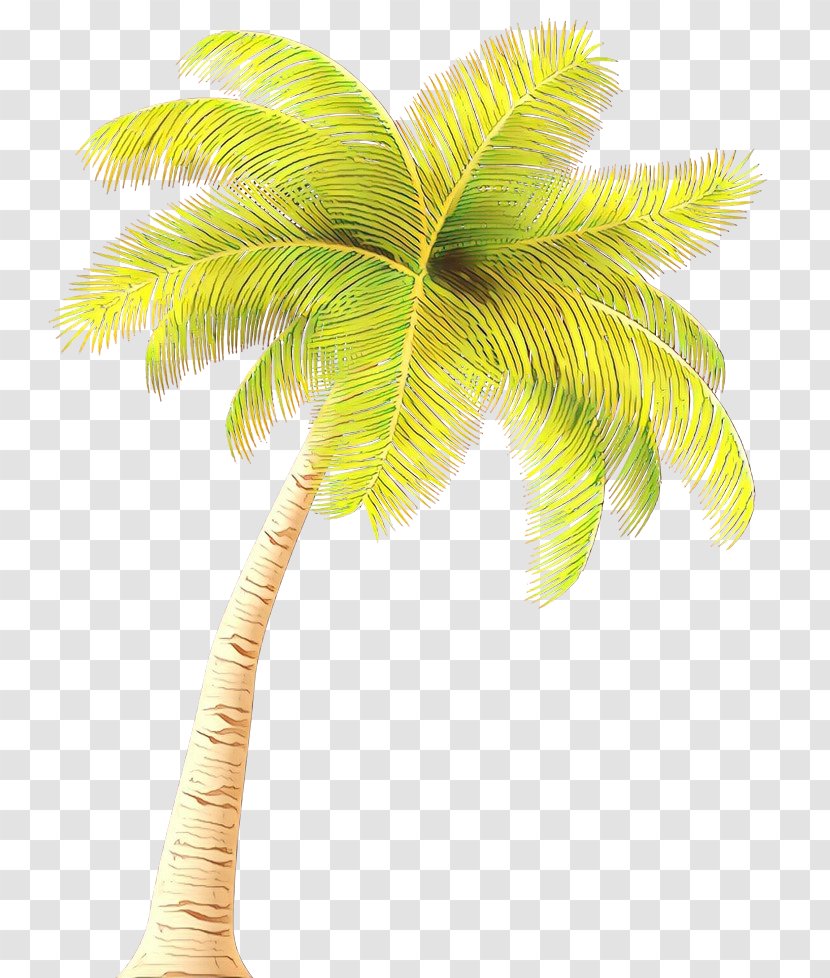 Palm Tree - Terrestrial Plant Elaeis Transparent PNG