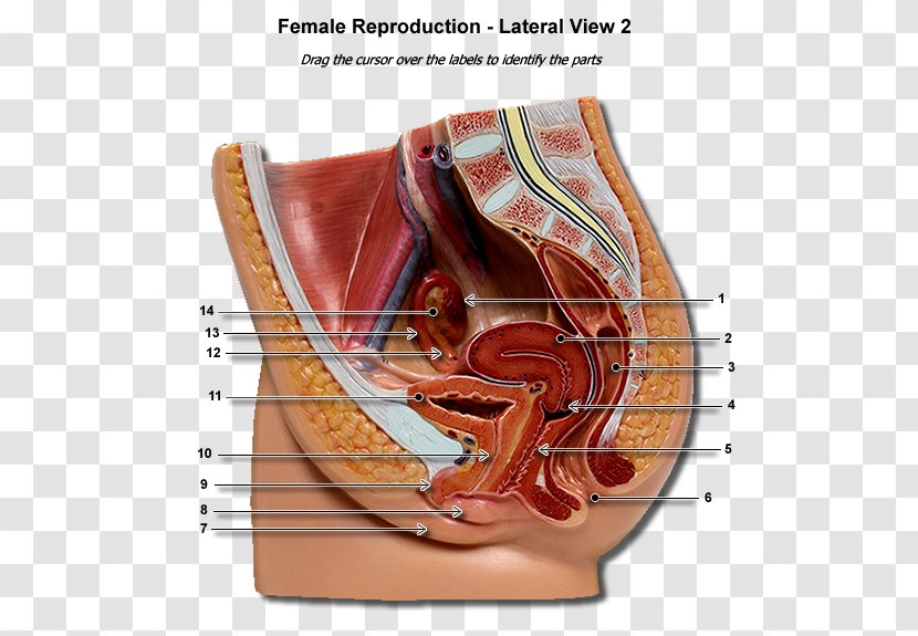 Female Reproductive System Human Body Uterus Gestation - Watercolor - Parts Of The Transparent PNG