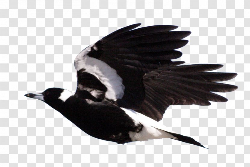 Rockingham Regional Environment Centre Bird Australian Magpie Crow - Wildlife Transparent PNG