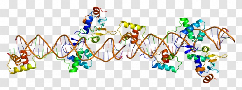 Pax Genes PAX8 PAX2 PAX5 - Genetic Code - Transcription Factor Transparent PNG