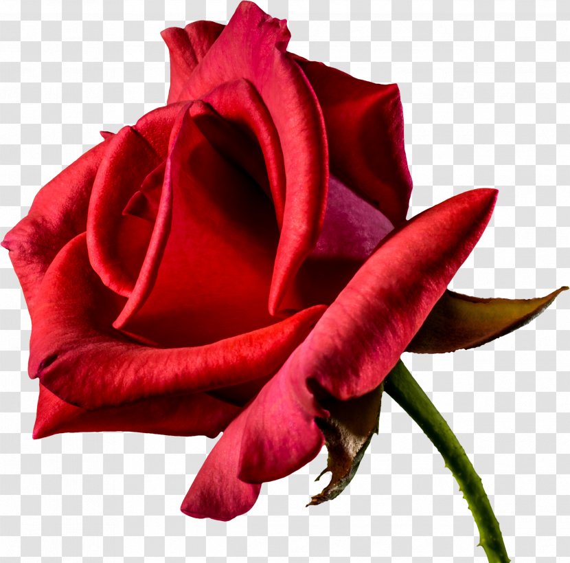 Flower Rose Desktop Wallpaper Clip Art - Flowering Plant - Red Roses Transparent PNG