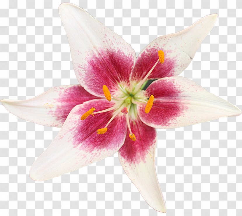 Cut Flowers Petal Herbaceous Plant Transparent PNG