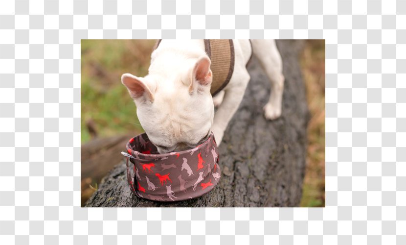 Bull Terrier Dog Breed Snout Whiskers Leash - Big Bowls Transparent PNG