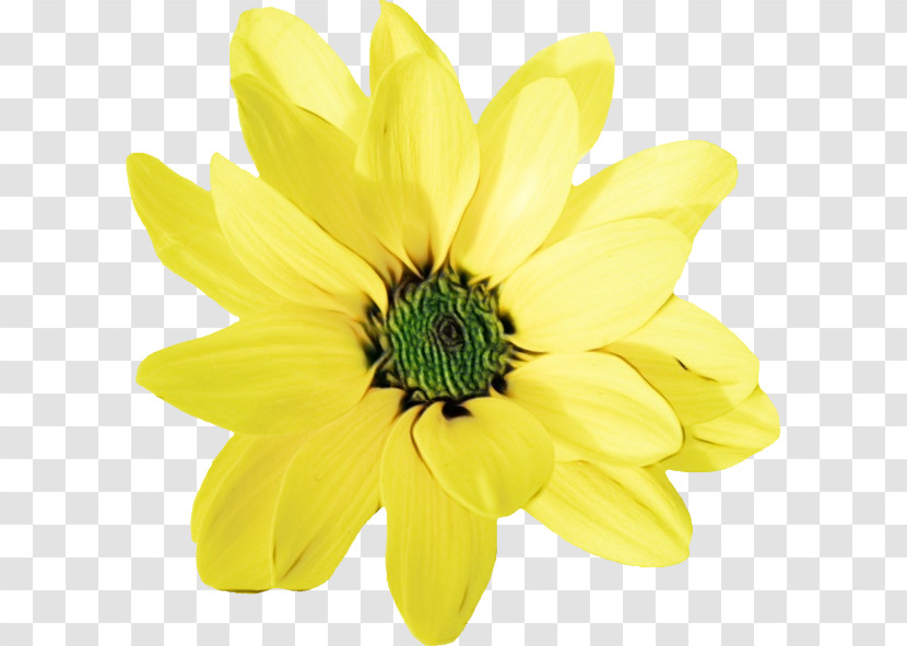 Chrysanthemum Annual Plant Cut Flowers Petal Yellow Transparent PNG