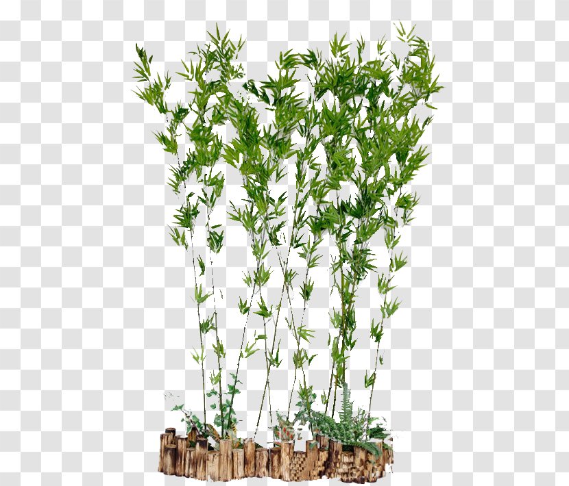 Bamboo - Plant - Green Pot Picture Transparent PNG