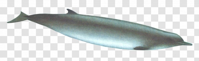 Common Bottlenose Dolphin Porpoise Short-beaked Tucuxi White-beaked - Cetacea - Whale Transparent PNG