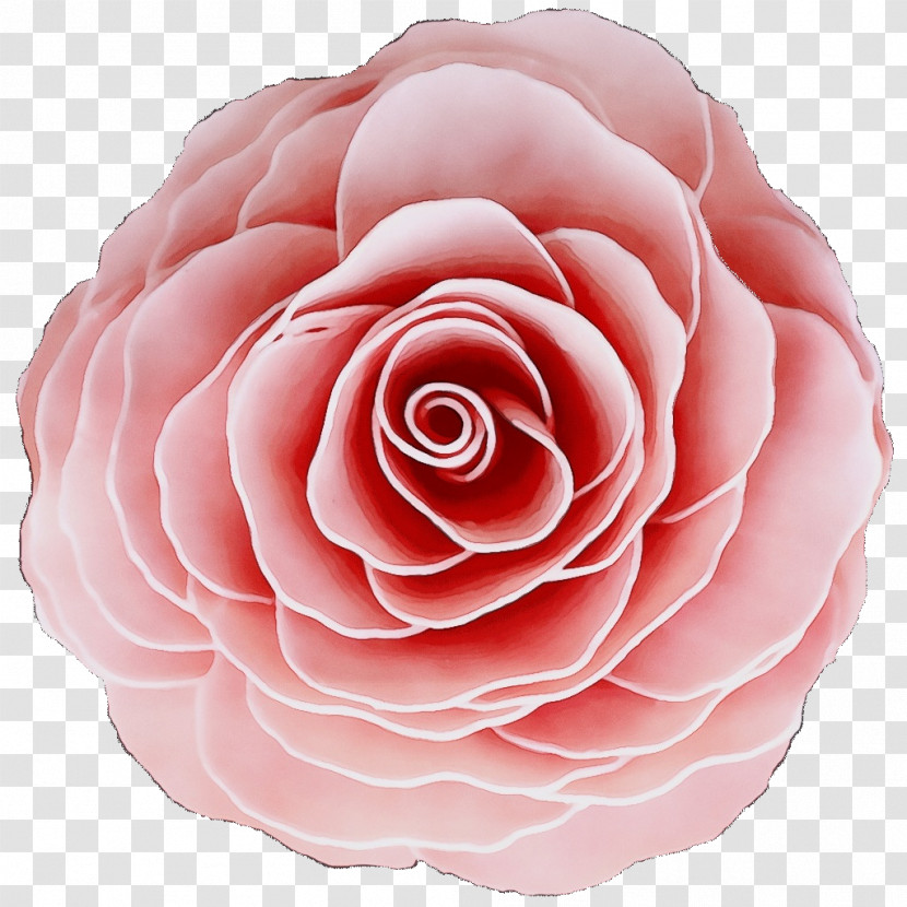 Garden Roses Transparent PNG