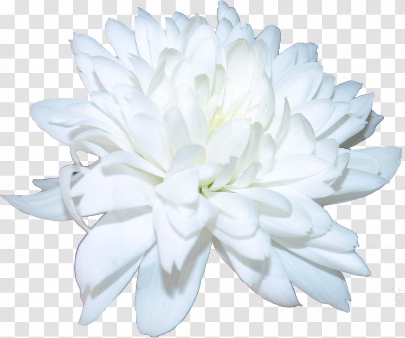 Chrysanthemum Cut Flowers Petal - Daisy Family Transparent PNG
