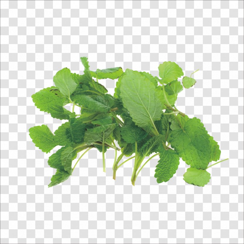 Herb Italian Cuisine Mint Stock Spice - Traditional Chinese Medicine Transparent PNG