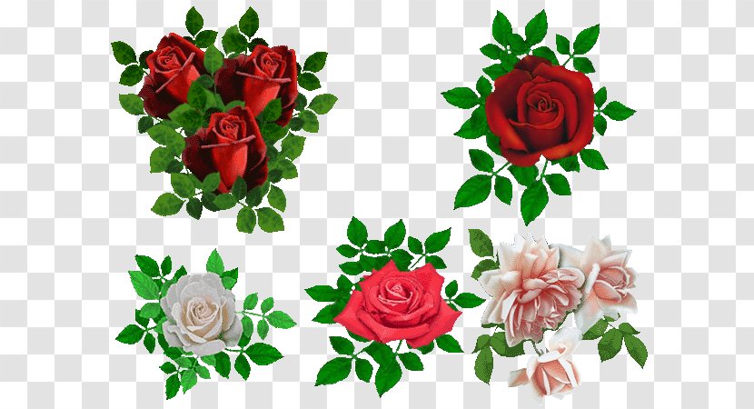 Garden Roses Beach Rose Rosa Chinensis Flower - Plant - Creative Valentine's Day Transparent PNG