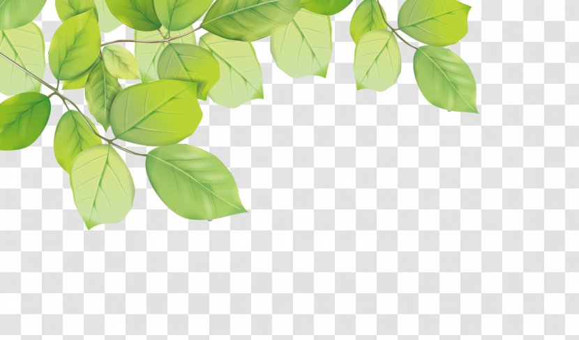 Leaf - Drawing - Green Leaves Decorative Material Transparent PNG