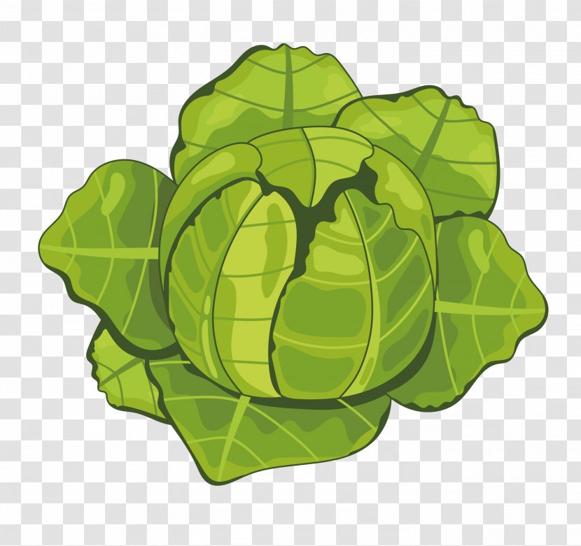 Cartoon Vegetable - Cabbage Transparent PNG