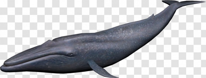 Cetacea Clip Art - Whales Dolphins And Porpoises - Blue Whale Transparent PNG