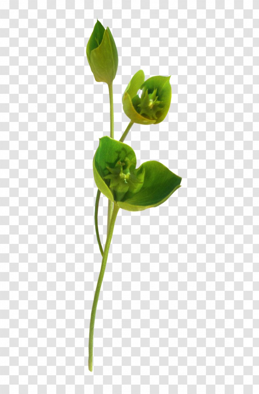 Blog Plant Stem Leaf Clip Art - Flower - Beautiful Love Transparent PNG