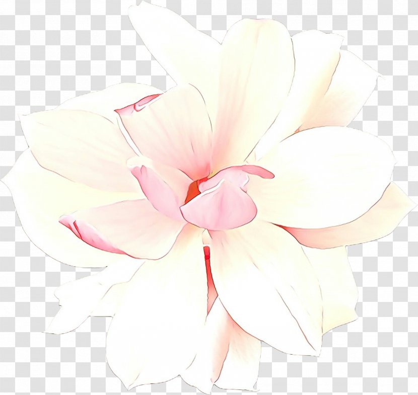 White Petal Pink Flower Plant - Magnolia Family Transparent PNG