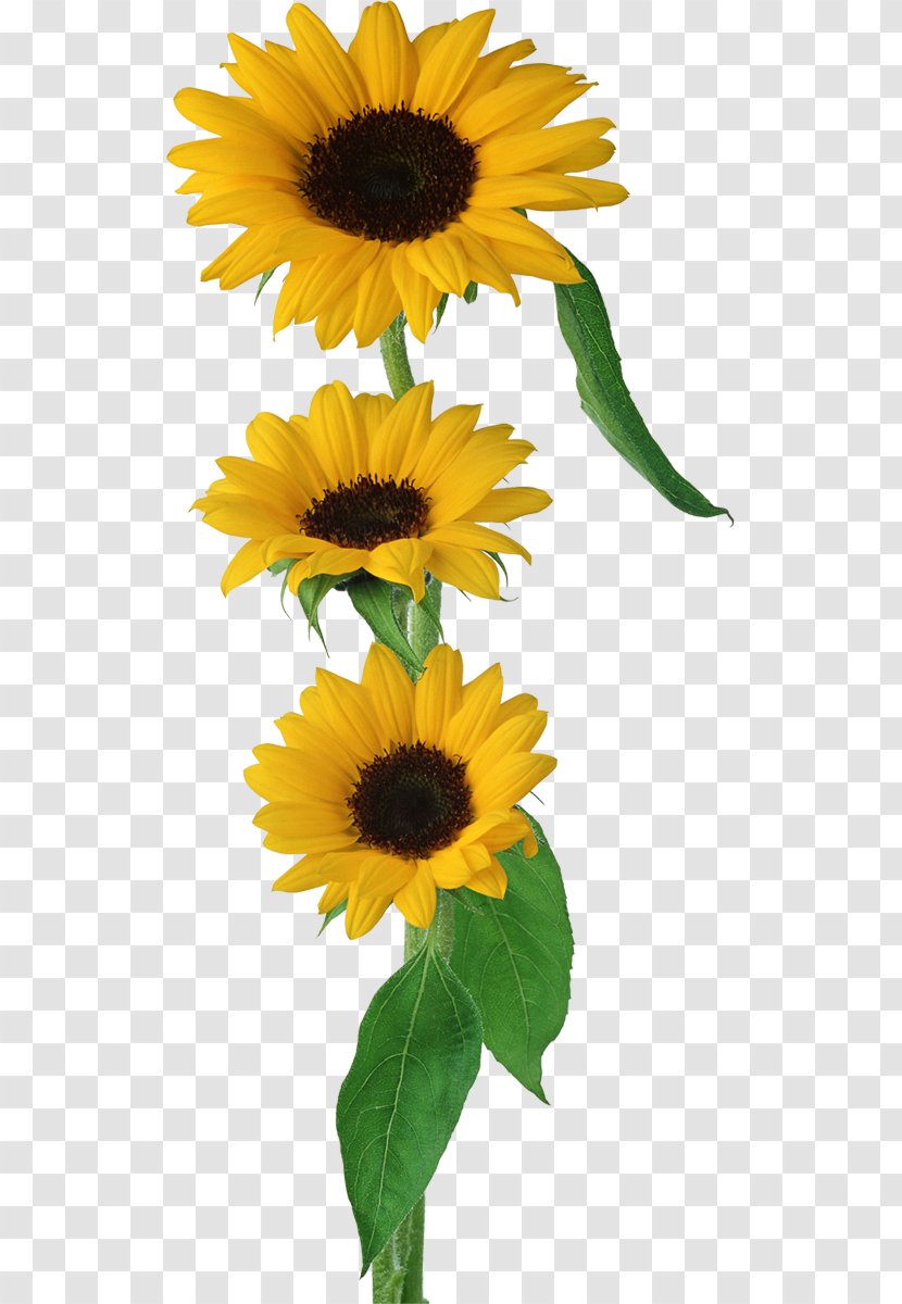 Flower Clip Art - Sunflower Transparent PNG