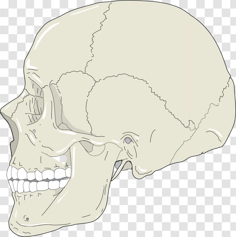 Skull Human Head Skeleton And Neck Anatomy Clip Art - Profile Cliparts Transparent PNG