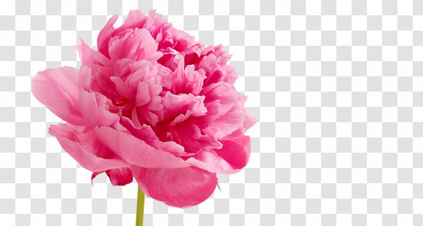 Peony Pink Flowers Wedding Cake - Flower - Peonies Image Transparent PNG