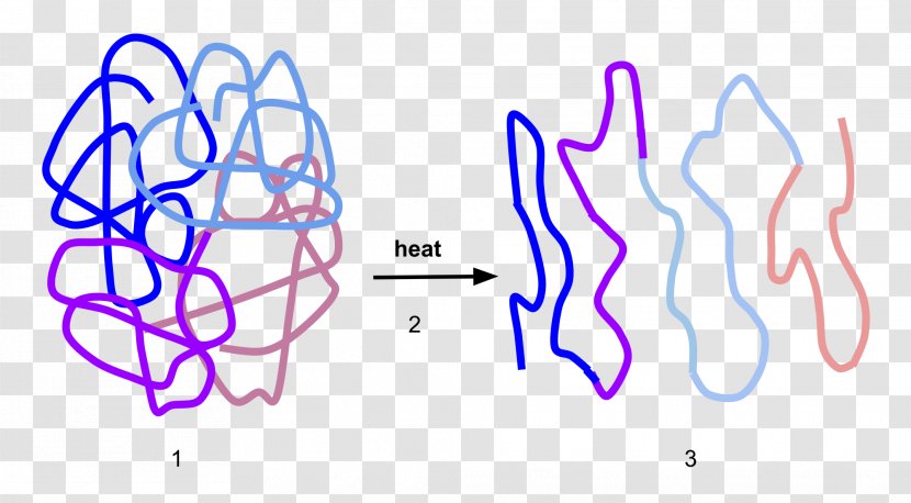 Denaturation Protein Structure Enzyme Folding - Frame - Physical Transparent PNG