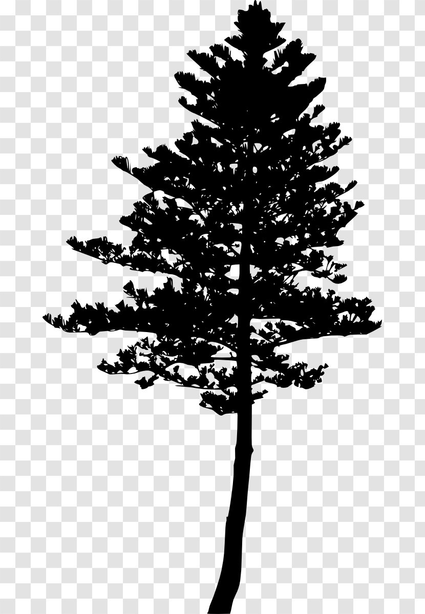 Tree Pine Silhouette Woody Plant Evergreen Transparent PNG