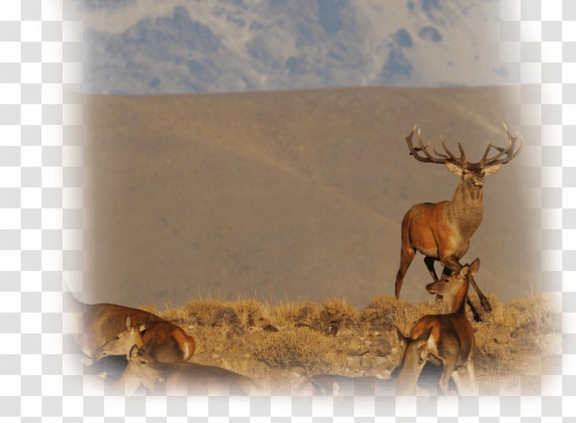 Reindeer Antler Stock Photography Wildlife Transparent PNG