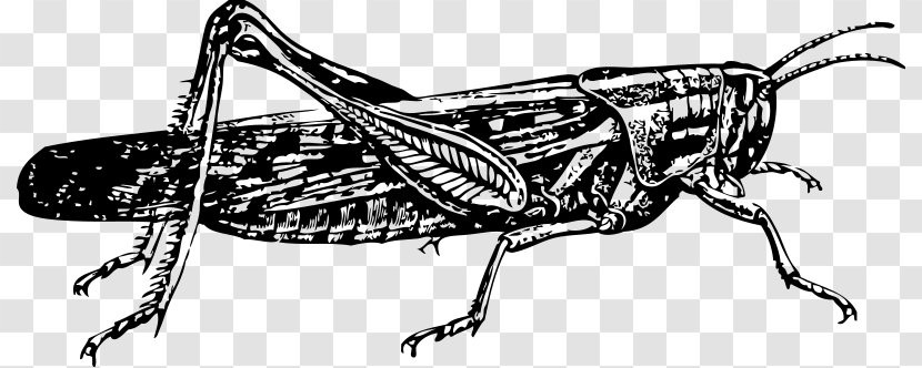 Locust Insect Clip Art - Drawing Transparent PNG