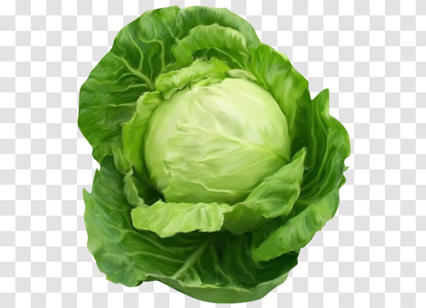 Chinese Cabbage Vegetable Clip Art Transparent PNG