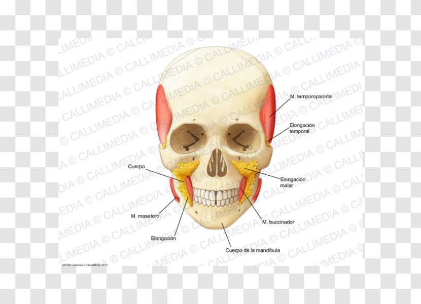 Nose Buccal Fat Pad Jaw Skull Ear - Organism Transparent PNG