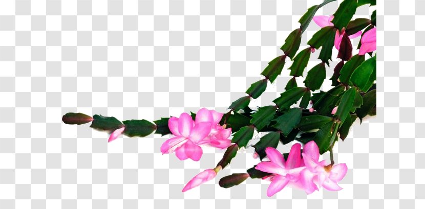 Embryophyta Cut Flowers Houseplant Schlumbergera Truncata - Floral Design - House Transparent PNG