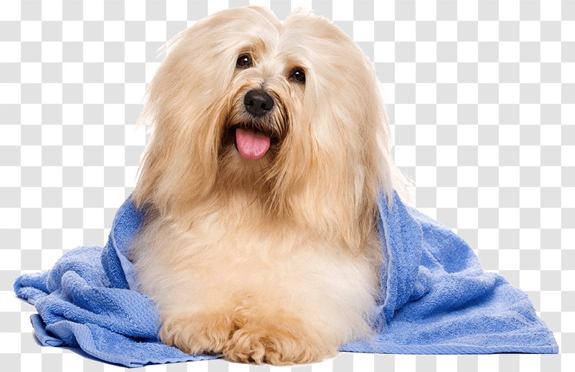 Havanese Dog Cat Bichon Frise Yorkshire Terrier Grooming Transparent PNG