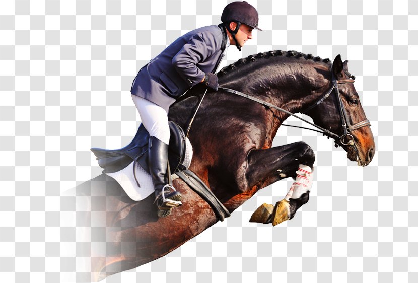 Horse Show Jumping Equestrian - Harness Transparent PNG