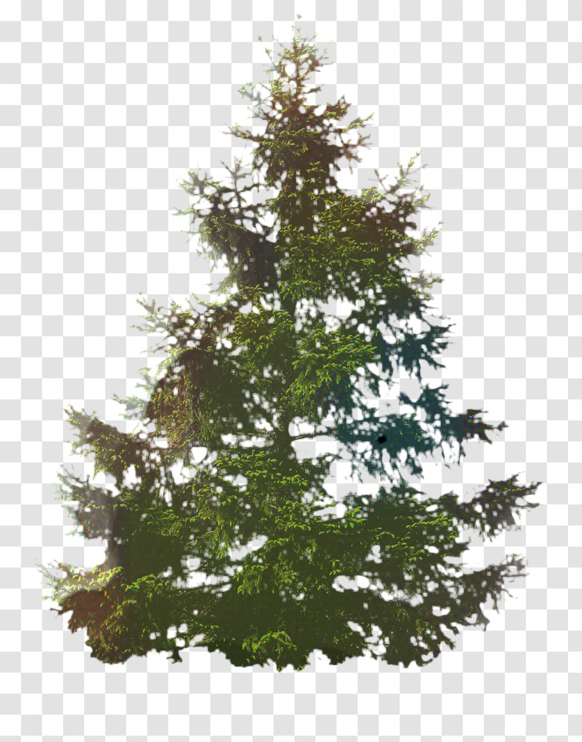 Christmas Black And White - Sugar Pine - Redwood Juniper Transparent PNG